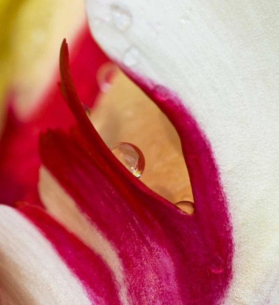 Ohio Tulip flower colors and rain drop